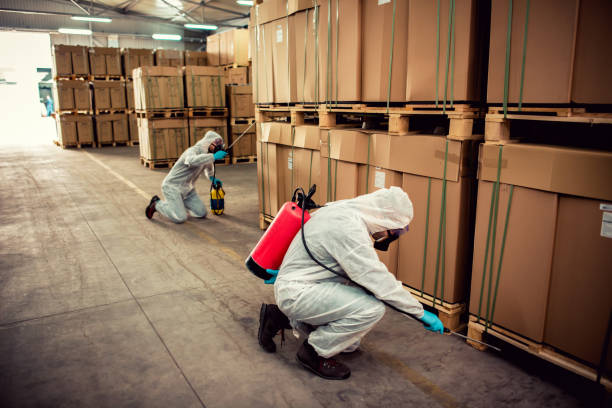 Best Flea Control Services  in Black Jack, MO
