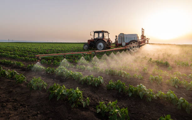 Best Pest Removal Services  in Black Jack, MO
