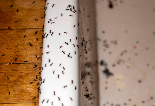 Best Local Pest Control Services  in Black Jack, MO