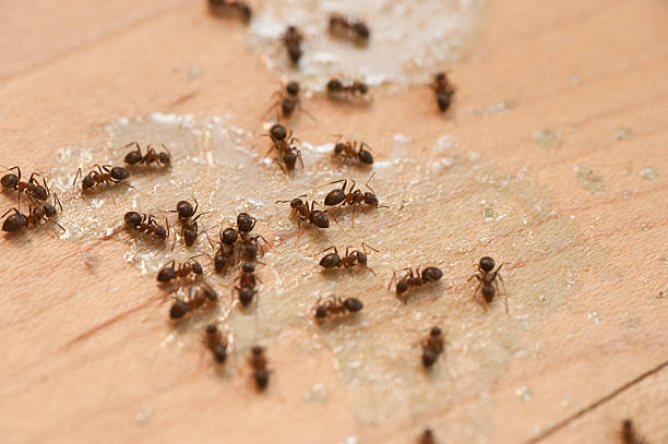 Best Residential Pest Control  in Black Jack, MO